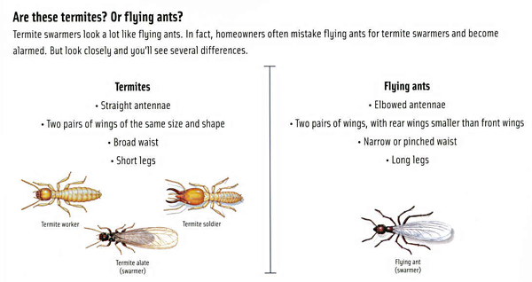 Termites or Flying Ants