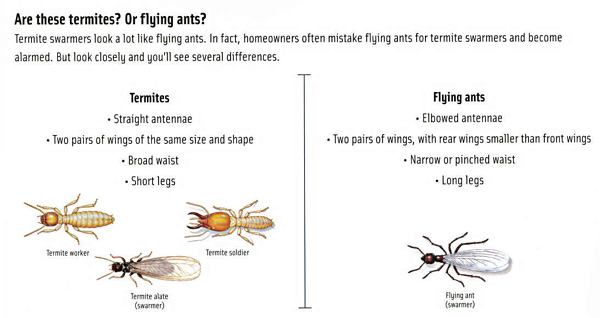 Termites or Flying Ants Termites or Flying Ants