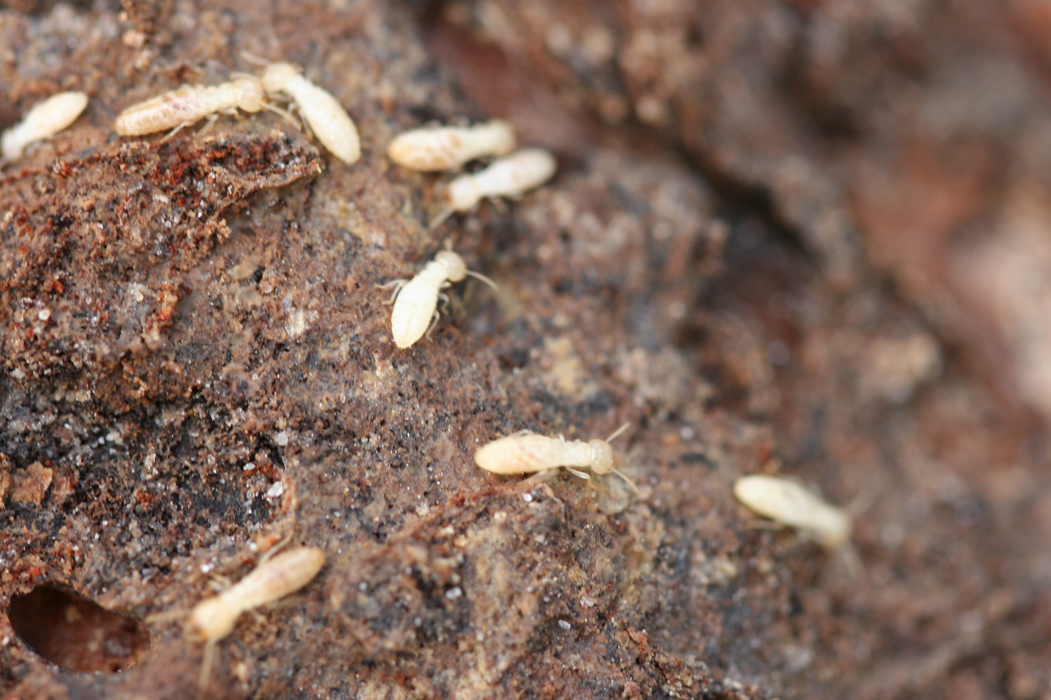 Termite Invasion